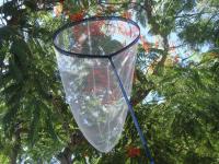 摺疊式昆蟲/蝴蝶撈網 80cm